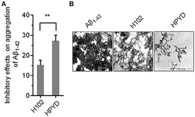 β-Sheet Breaker Peptide-HPYD for the Treatment of Alzheimer's Disease: Primary Studies on Behavioral Test and Transcriptional Profiling